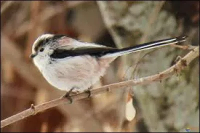 Connaissez-vous le nom de cet oiseau ?