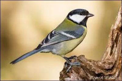 Connaissez-vous le nom de cet oiseau ?