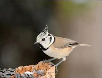 Connaissez-vous le nom de cet oiseau ?