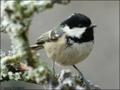 Connaissez-vous le nom de cet oiseau ?