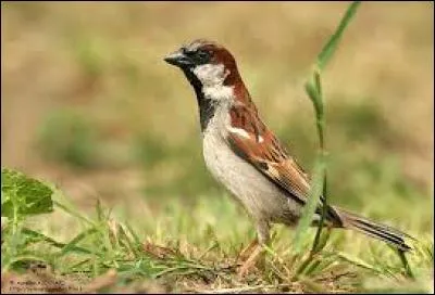 Connaissez-vous le nom de cet oiseau ?