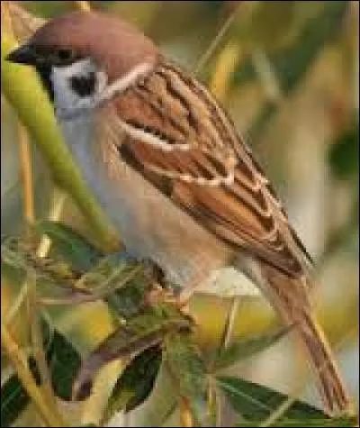 Connaissez-vous le nom de cet oiseau ?