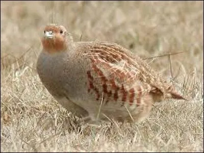 Connaissez-vous le nom de cet oiseau ?