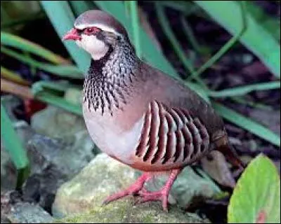 Connaissez-vous le nom de cet oiseau ?