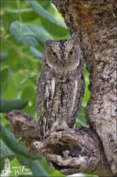 Connaissez-vous le nom de cet oiseau ?