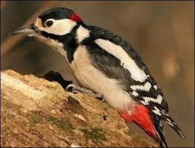 Connaissez-vous le nom de cet oiseau ?