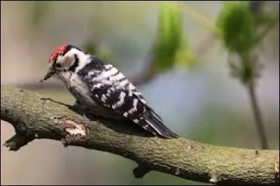 Connaissez-vous le nom de cet oiseau ?