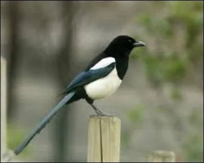 Connaissez-vous le nom de cet oiseau ?