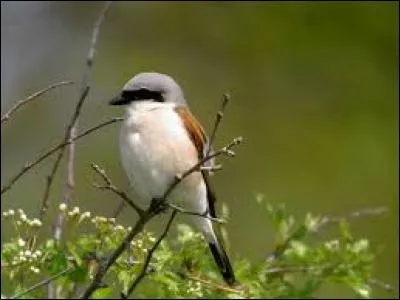 Connaissez-vous le nom de cet oiseau ?