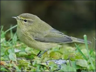 Connaissez-vous le nom de cet oiseau ?