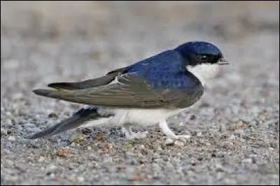 Connaissez-vous le nom de cet oiseau ?