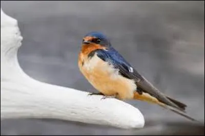 Connaissez-vous le nom de cet oiseau ?