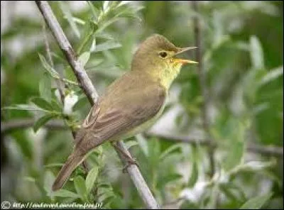 Connaissez-vous le nom de cet oiseau ?