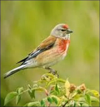 Connaissez-vous le nom de cet oiseau ?