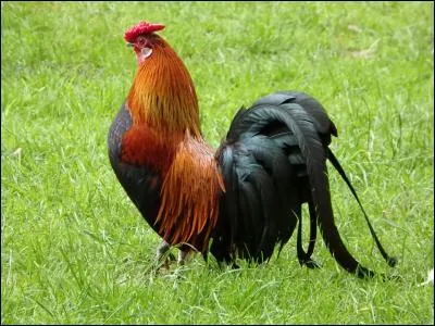 Le coq : sous ses airs stupides se cache le digne descendant des tyrannosaures. En Auvergne, on a donc décidé de lui rendre hommage en mangeant...