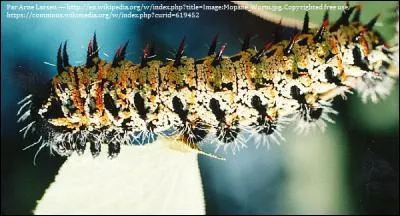 Le ver mopane est-il consommé (vous vous doutez bien que si je pose la question, c'est qu'un truc bien dégueulasse se prépare) ?