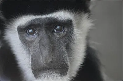 Dans certains pays d'Asie, on peut manger de la cervelle de singe. Manger du singe n'étant pas assez immoral, l'animal est traditionnellement servi vivant, le crâne ouvert, attaché et...