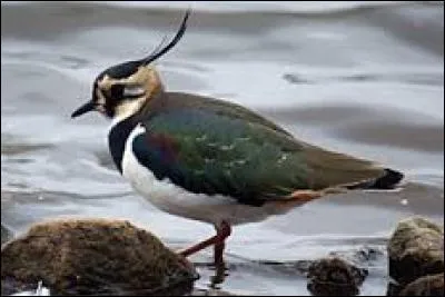 Connaissez-vous le nom de cet oiseau ?