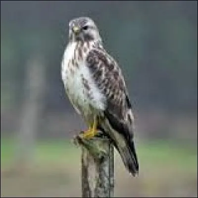 Connaissez-vous le nom de cet oiseau ?