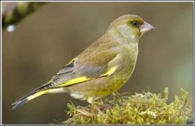 Connaissez-vous le nom de cet oiseau ?