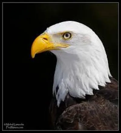 Connaissez-vous le nom de cet oiseau ?