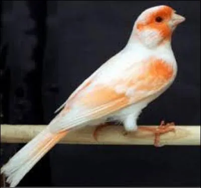 Connaissez-vous le nom de cet oiseau ?