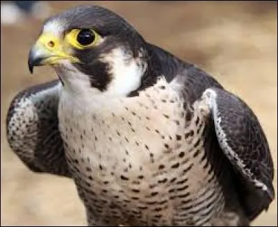 Connaissez-vous le nom de cet oiseau ?