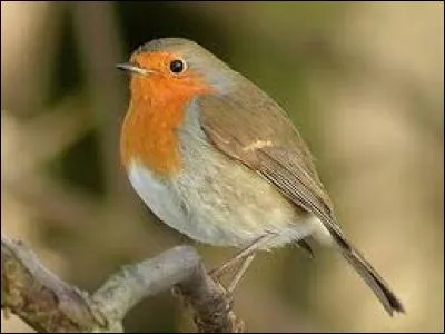 Connaissez-vous le nom de cet oiseau ?