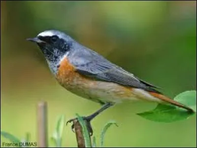 Connaissez-vous le nom de cet oiseau ?