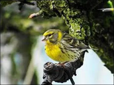 Connaissez-vous le nom de cet oiseau ?