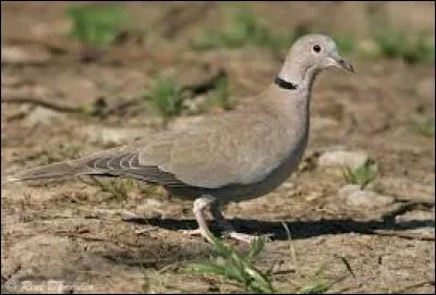 Connaissez-vous le nom de cet oiseau ?