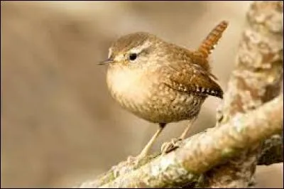 Connaissez-vous le nom de cet oiseau ?