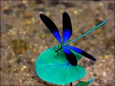 Comment s'appelle l'insecte présenté sur la photo ?