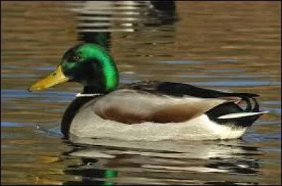 A quelle espèce appartient ce canard ?