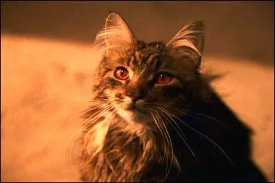 Dans "Harry Potter", par quel chat le rôle de Miss Teigne est-il interprété ?