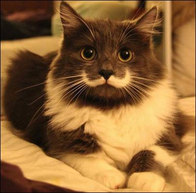Les moustaches du chat sont aussi appelées :