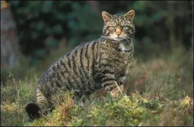 Un chat haret est un chat sauvage, vrai ou faux ?