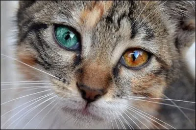 Les moustaches d'un chat qui a une mauvaise vue sont plus longues que celles d'un chat qui voit bien, pourquoi ?