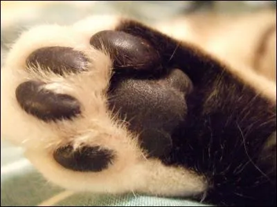 Quel est le nom du cinquième doigt des pattes avant du chat ?