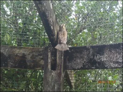 Finit en compost, se ...