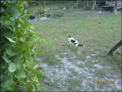 Quand Margot ... son corsage, pour donner la gougoutte à son chat !