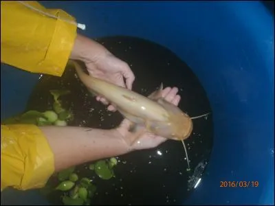 Mentale ou intellectuelle !