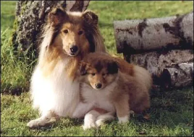 Quel est le nom du bébé chien ?