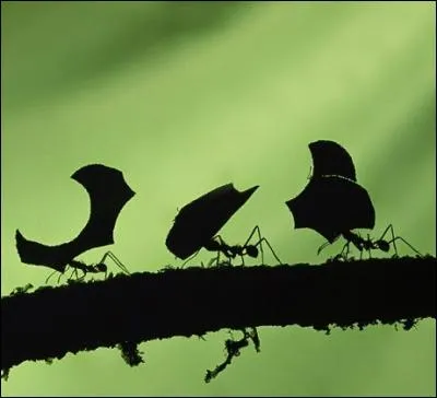 Quel écrivain français est connu pour sa trilogie des Fourmis ?