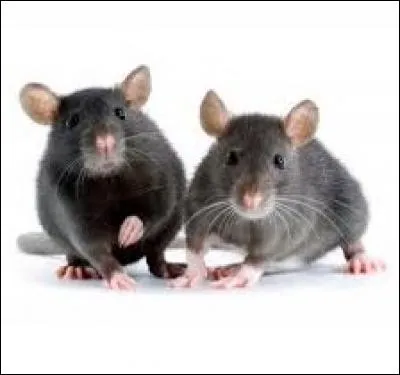 Adapté au cinéma en 1939 et en 1992, ce roman retrace le périple de George et Lennie, deux amis d'enfance qui errent sur les routes californiennes. Quel écrivain a publié "Des souris et des hommes" en 1937 ?