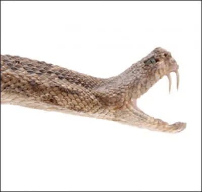 Également adapté à l'écran, "Vipère au poing" est un roman largement autobiographique sorti en 1948. Qui raconte son enfance et son adolescence dans ce classique de la littérature française ?