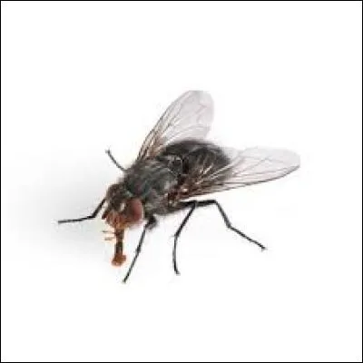 "Sa Majesté des mouches" est un célèbre roman publié en 1954 par l'auteur britannique...