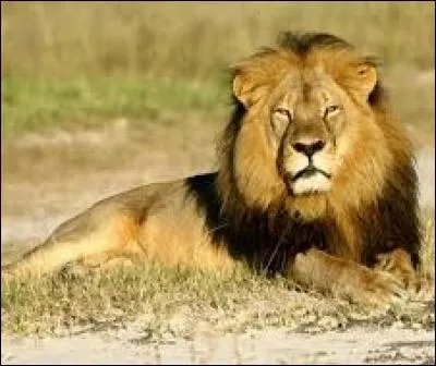 L'histoire se déroule au Kenya et raconte la relation entre Patricia et King, le lion qu'elle a recueilli alors qu'il était encore petit. Qui a écrit "Le Lion" en 1958 ?