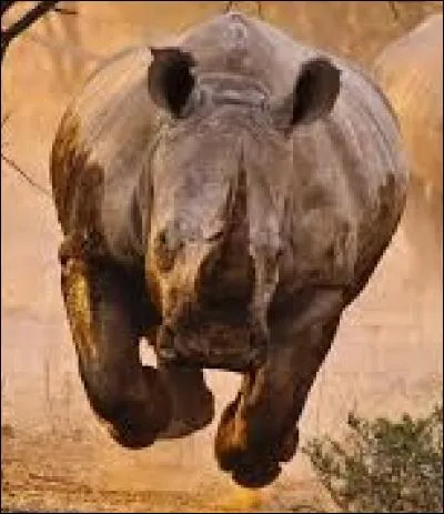 Qui a publié "Rhinocéros" en 1959, une pièce emblématique du théâtre de l'absurde ?