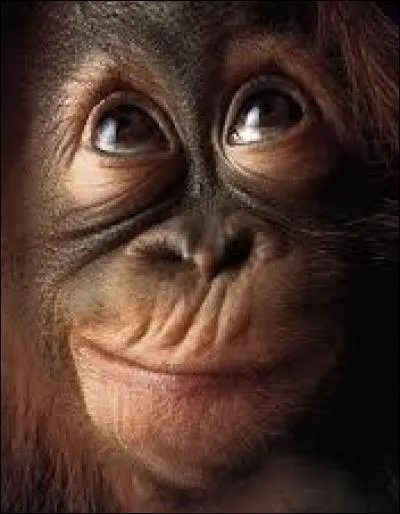 Avant d'être un film, "La Planète des singes" était un roman ! 
Quel écrivain français a publié ce roman de science-fiction en 1963 ?